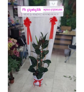 Kaucuk Saksı Çiçeği